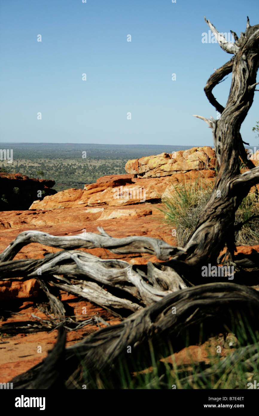 Ein tagsüber Foto von einem trockenen Baum im Kings Canyon, im Outback Australien Stockfoto