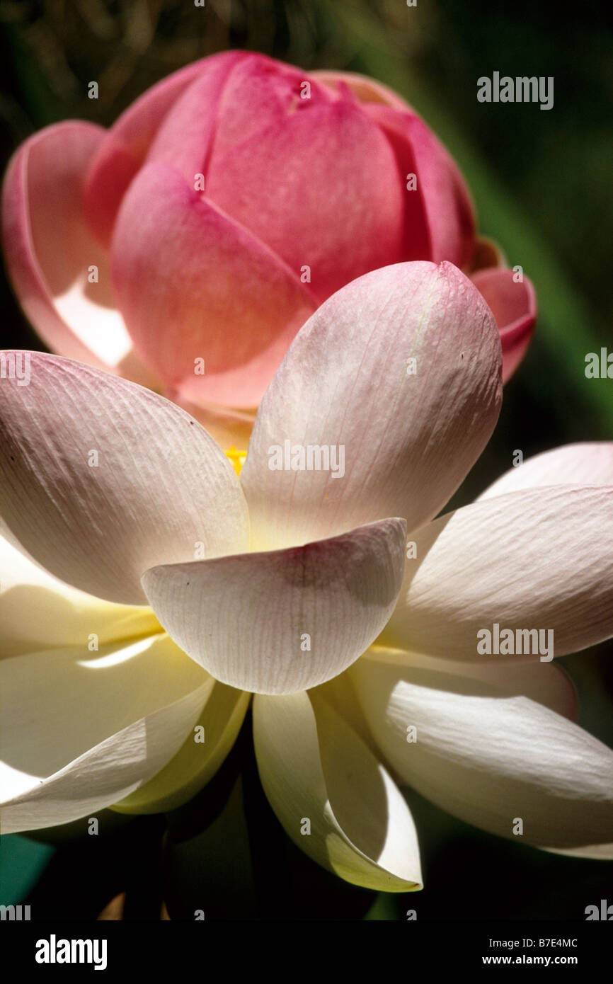 Nymphaeacea Familie Nelumbo Nucifera Heilige Lotus Nelumbo Stockfoto