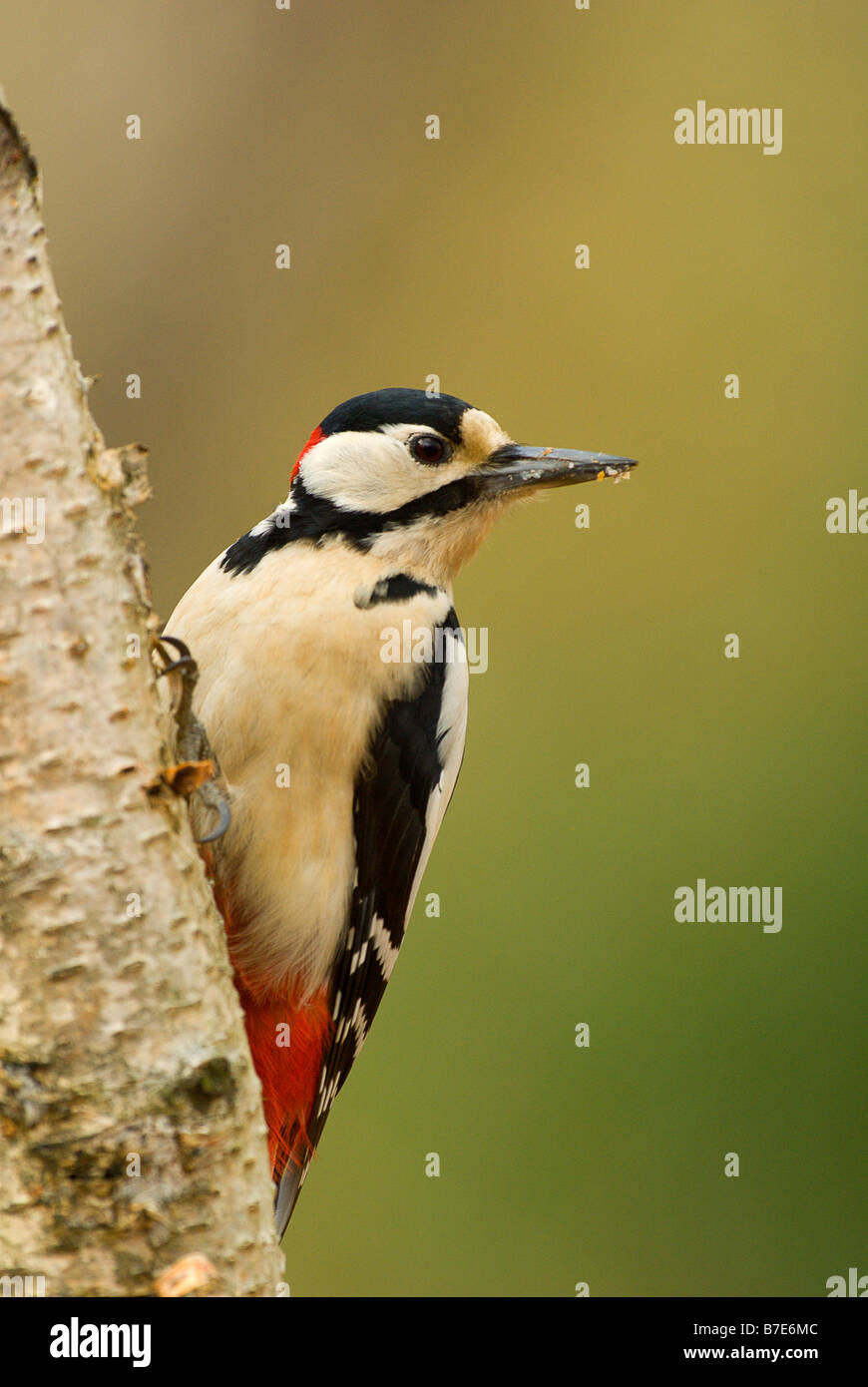 Buntspecht Dendrocopos große männlich Stockfoto