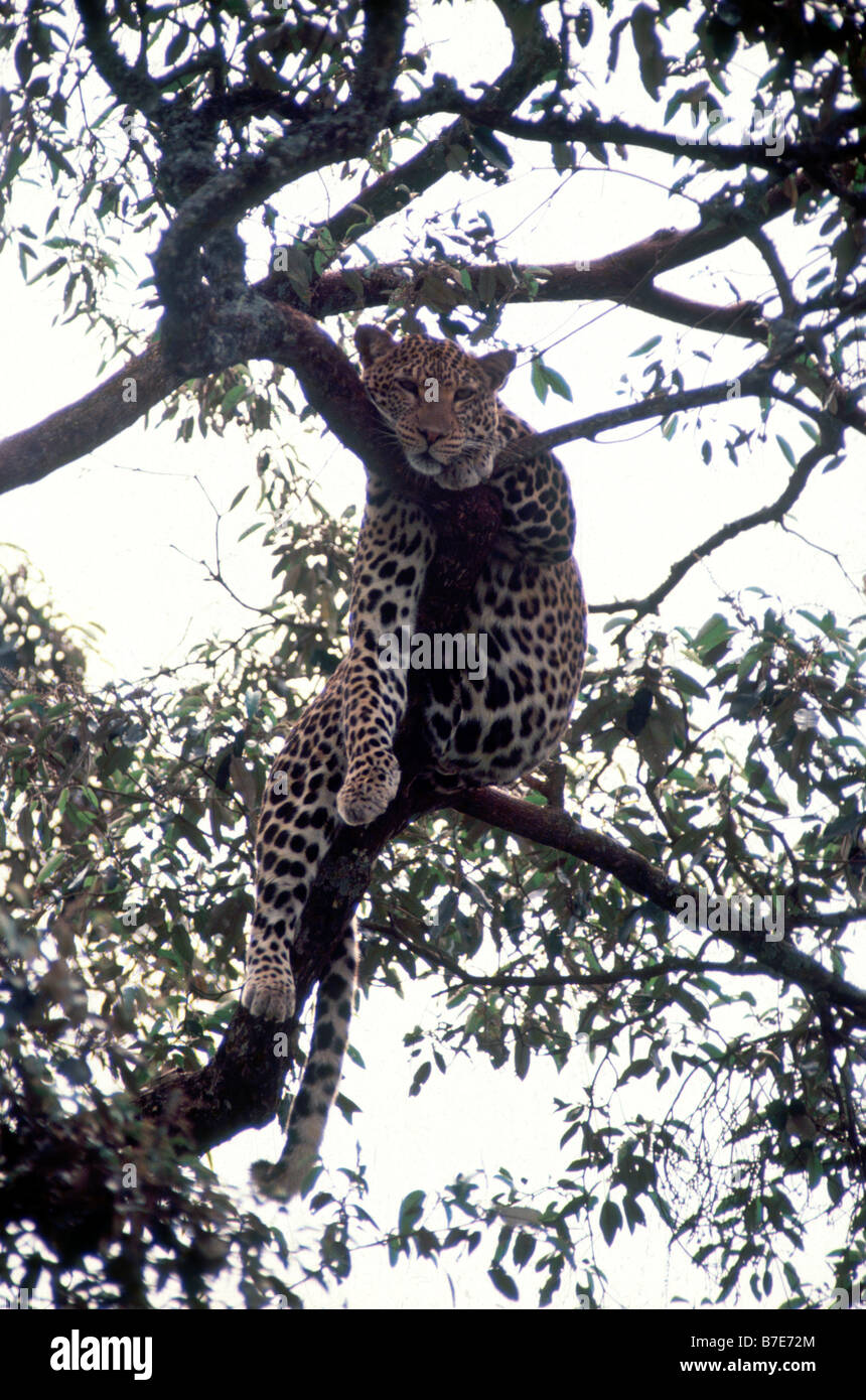 Leopard in einem Baum hängen Stockfoto