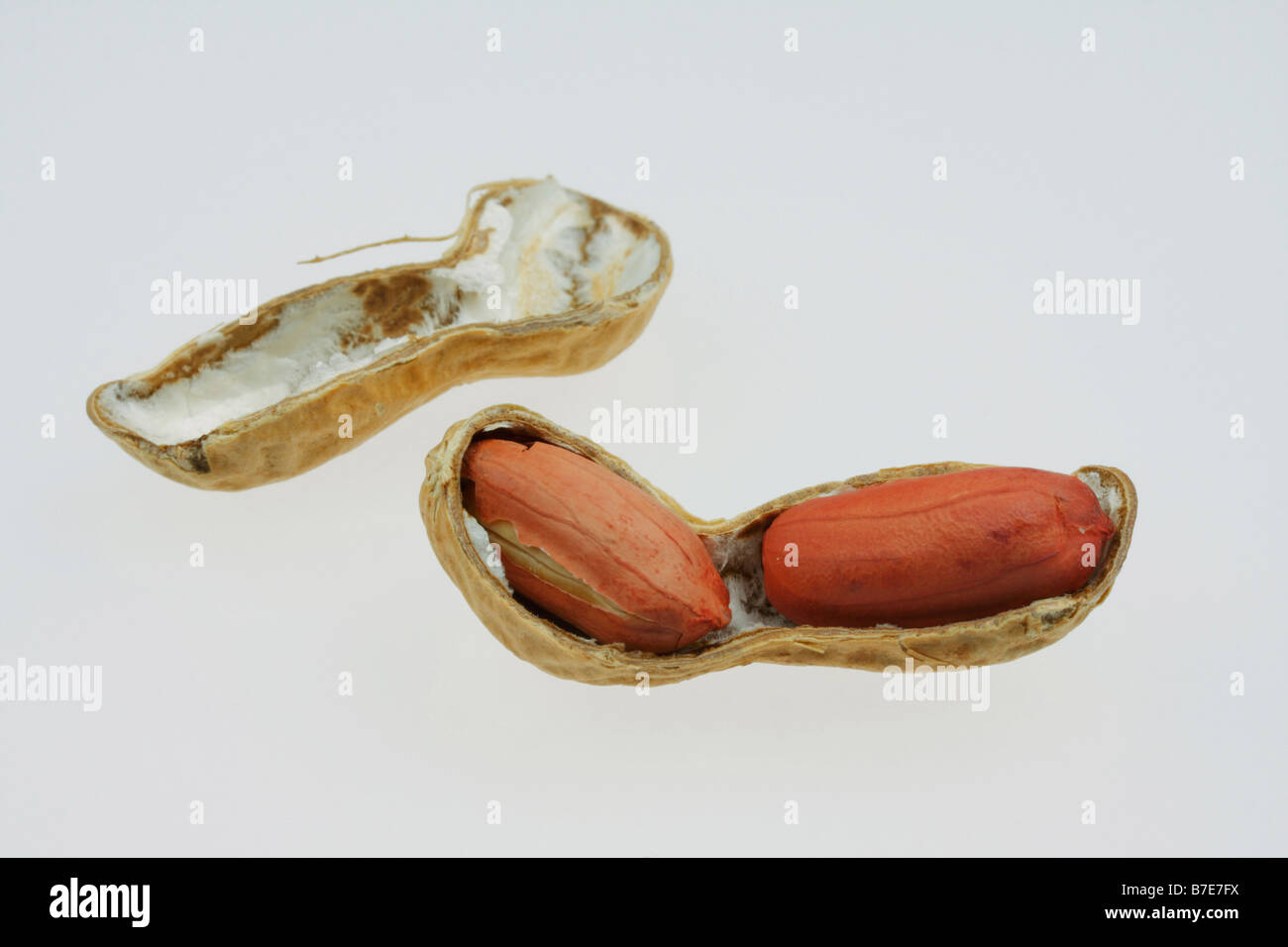 Clipart-Bild geknackt Hülle aus gerösteten Erdnüssen Stockfoto