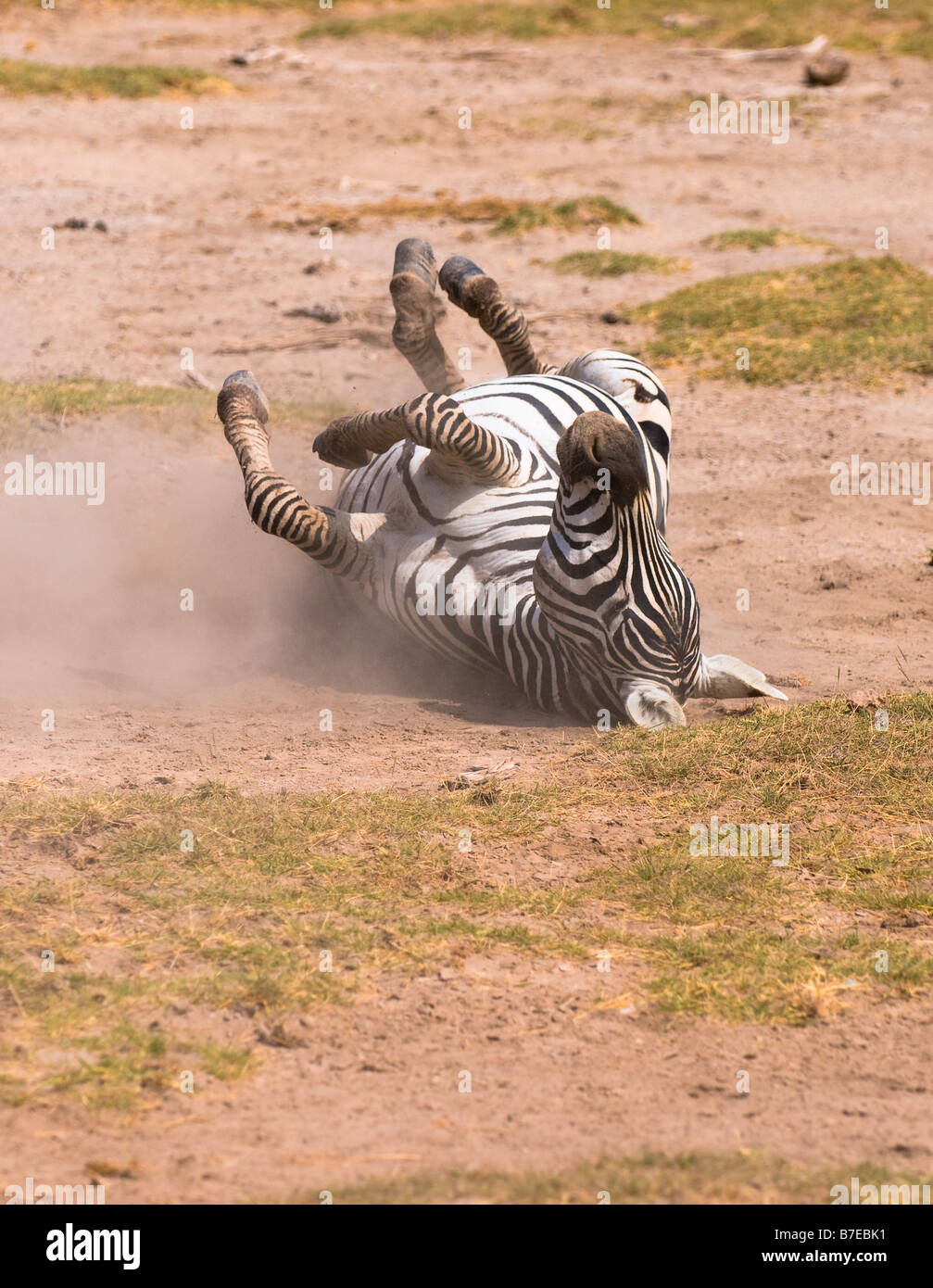 Zebra unter Staub baden Amboseli Nationalpark Kenia Stockfoto