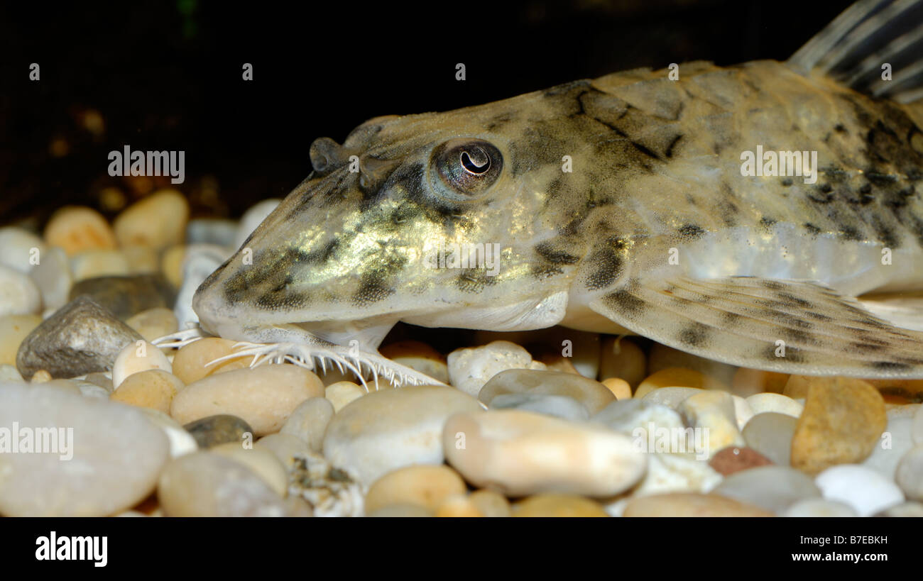 RINELORICARIA GOLDHAHNENFUß WHIPTAIL WELS Stockfoto