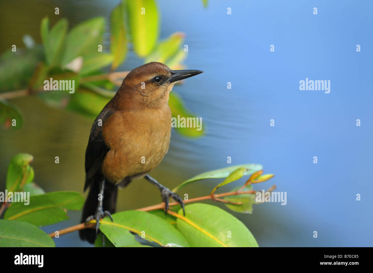 Boot-angebundene Grackle weiblich Stockfoto