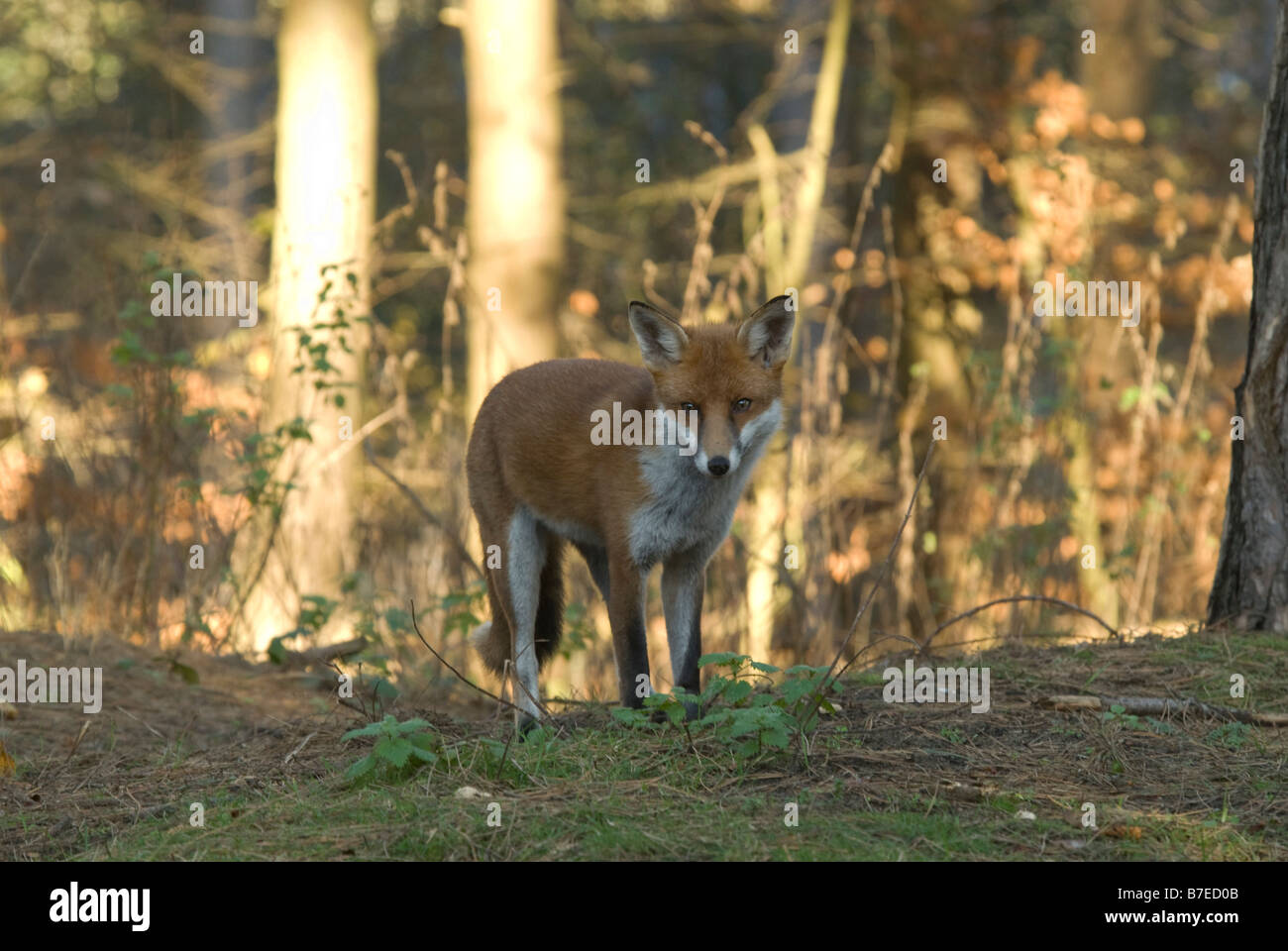 Fuchs oder hund -Fotos und -Bildmaterial in hoher Auflösung – Alamy