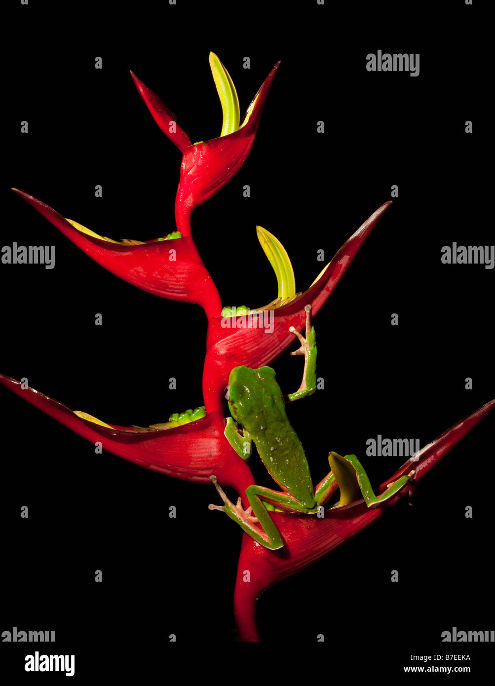 Tropische Frosch in Heliconia Blume Stockfoto