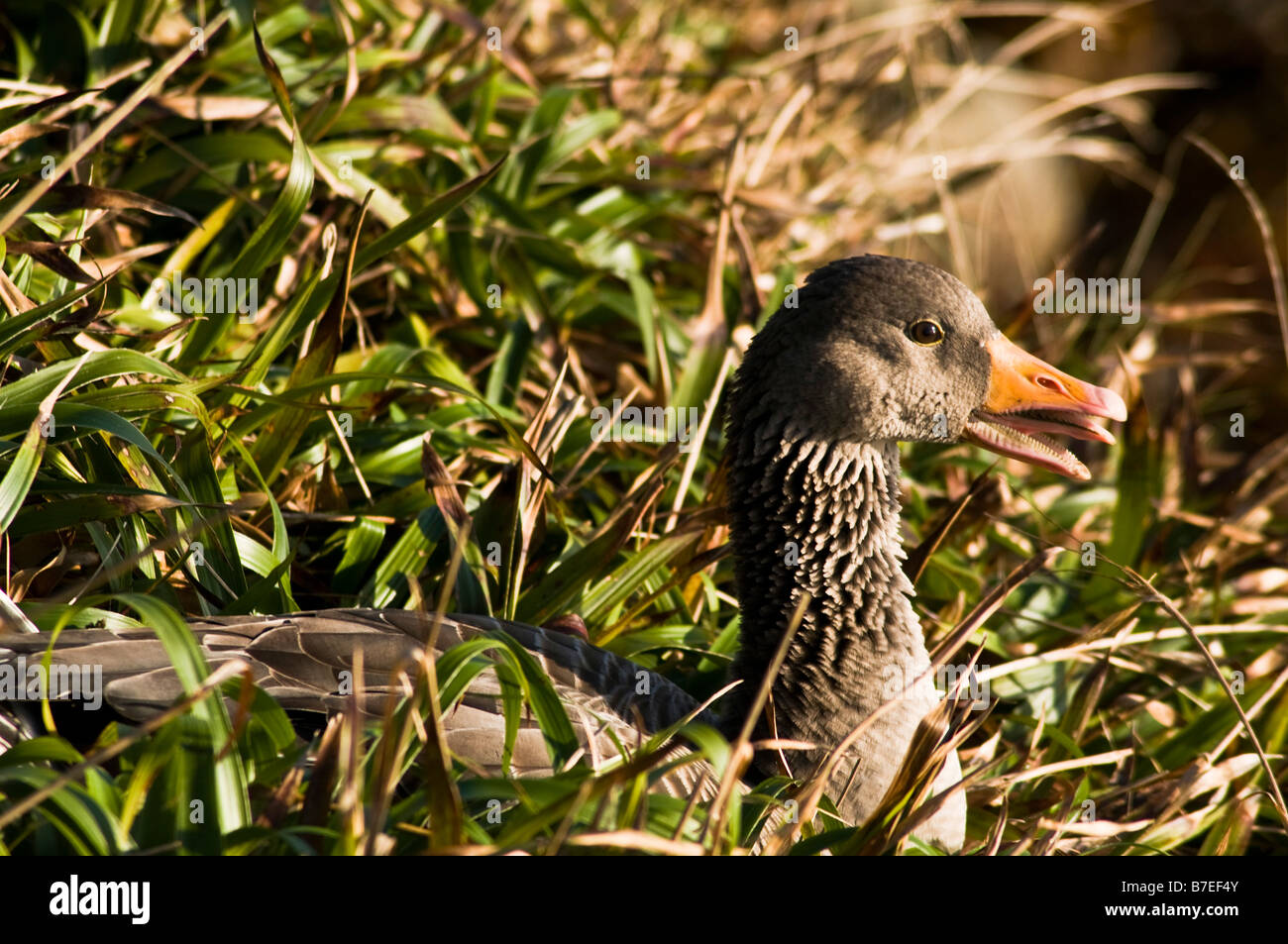 dh Greylag Gans VOGEL UK Greylag Gans Anser anser Gänse Wildvögel Stockfoto