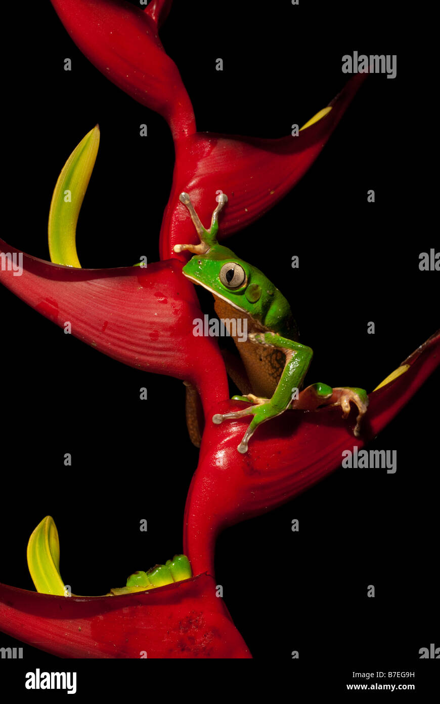 Tropische Frosch in Heliconia Blume Stockfoto