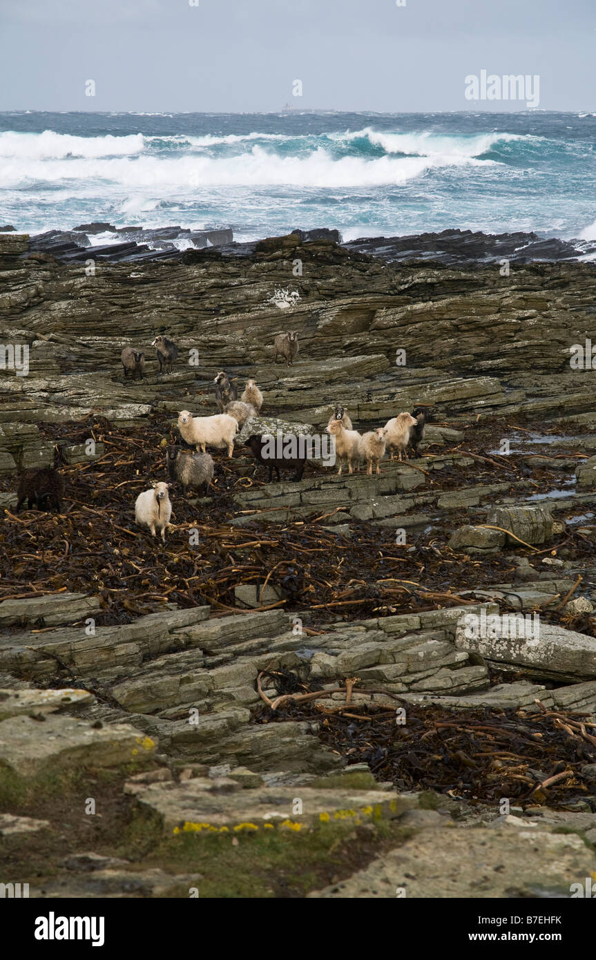 dh Dennis Ness NORTH RONALDSAY ORKNEY Algen Essen Schafe felsige Ufer Stockfoto