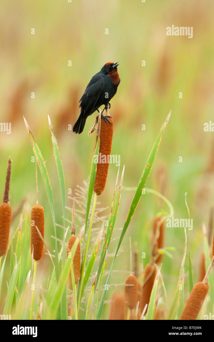 Kastanien-capped Blackbird Stockfoto