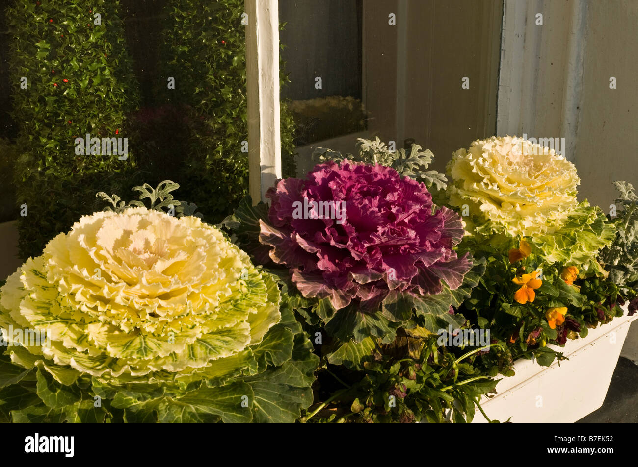 dh Brassica oleracea KOHL UK blühend Ornamental dekorative Kohl in Fensterbox Blume Gemüse Flora Grünkohl Display Stockfoto