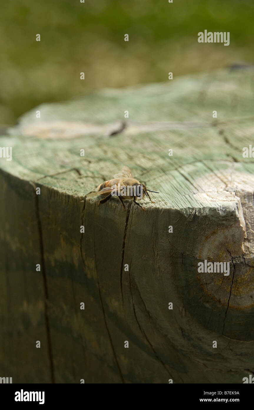 Honey Bee, Neuseeland Stockfoto
