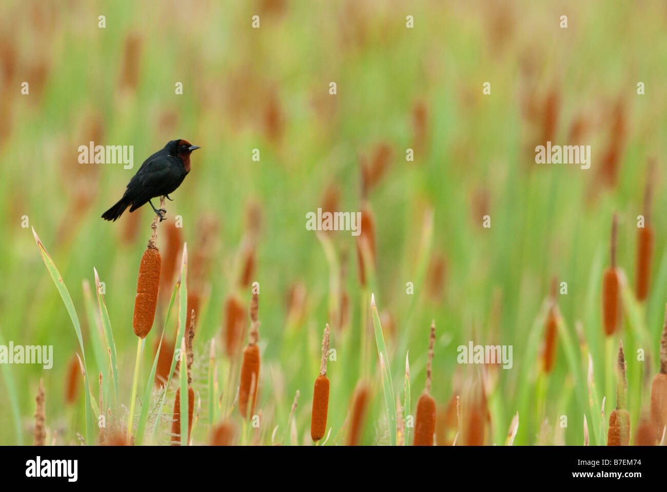 Kastanien-capped Blackbird Stockfoto