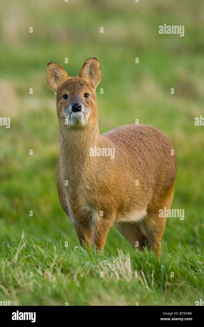 Chinesisches Wasserreh Hydropotes Inermis Erwachsenen Stehen Im Feld Norfolk Broads N P Stockfotografie Alamy
