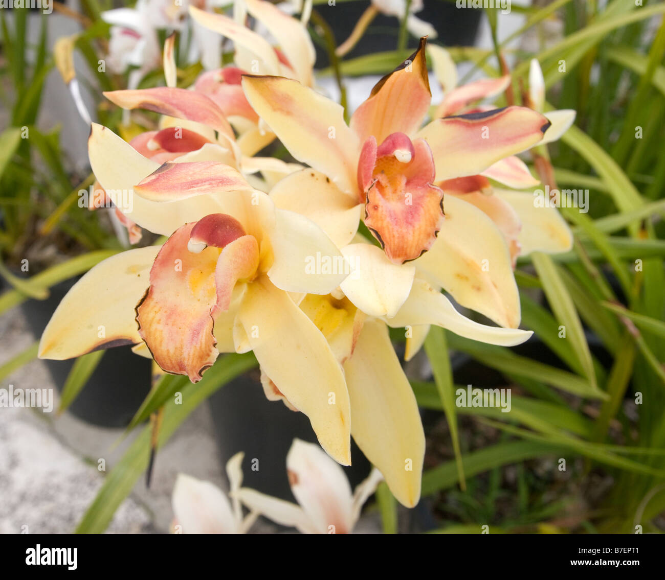 Cymbidium Orchidee Stockfoto