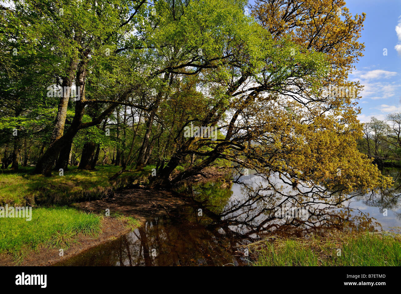 Ruhige Fluss Dochart mit Baum gesäumten Ufer in der Nähe von Killin Perthshire Schottland, Vereinigtes Königreich Stockfoto