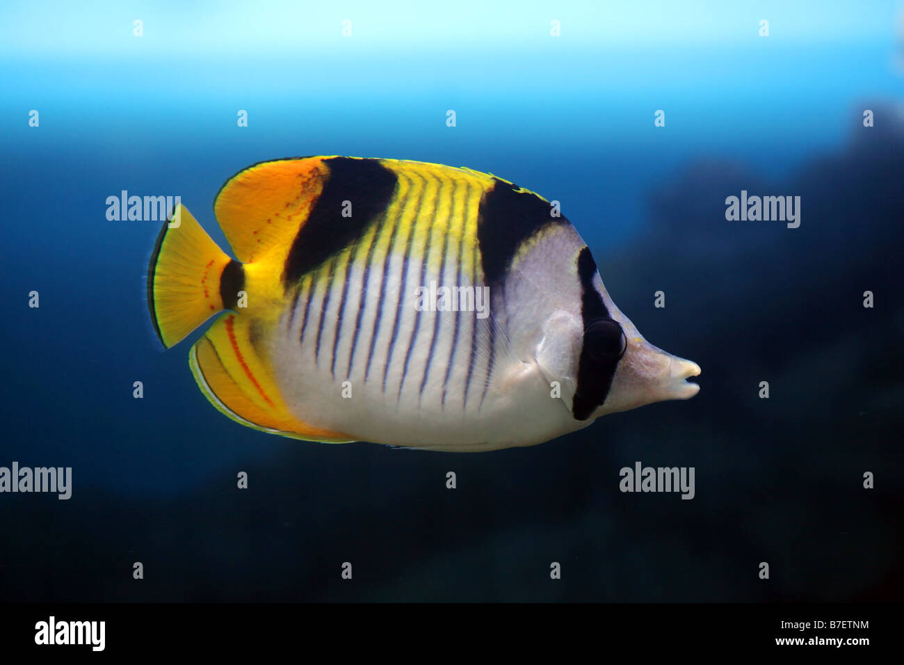 Fisch-Schmetterling mit einem gelben Schweif im aquarium Stockfoto