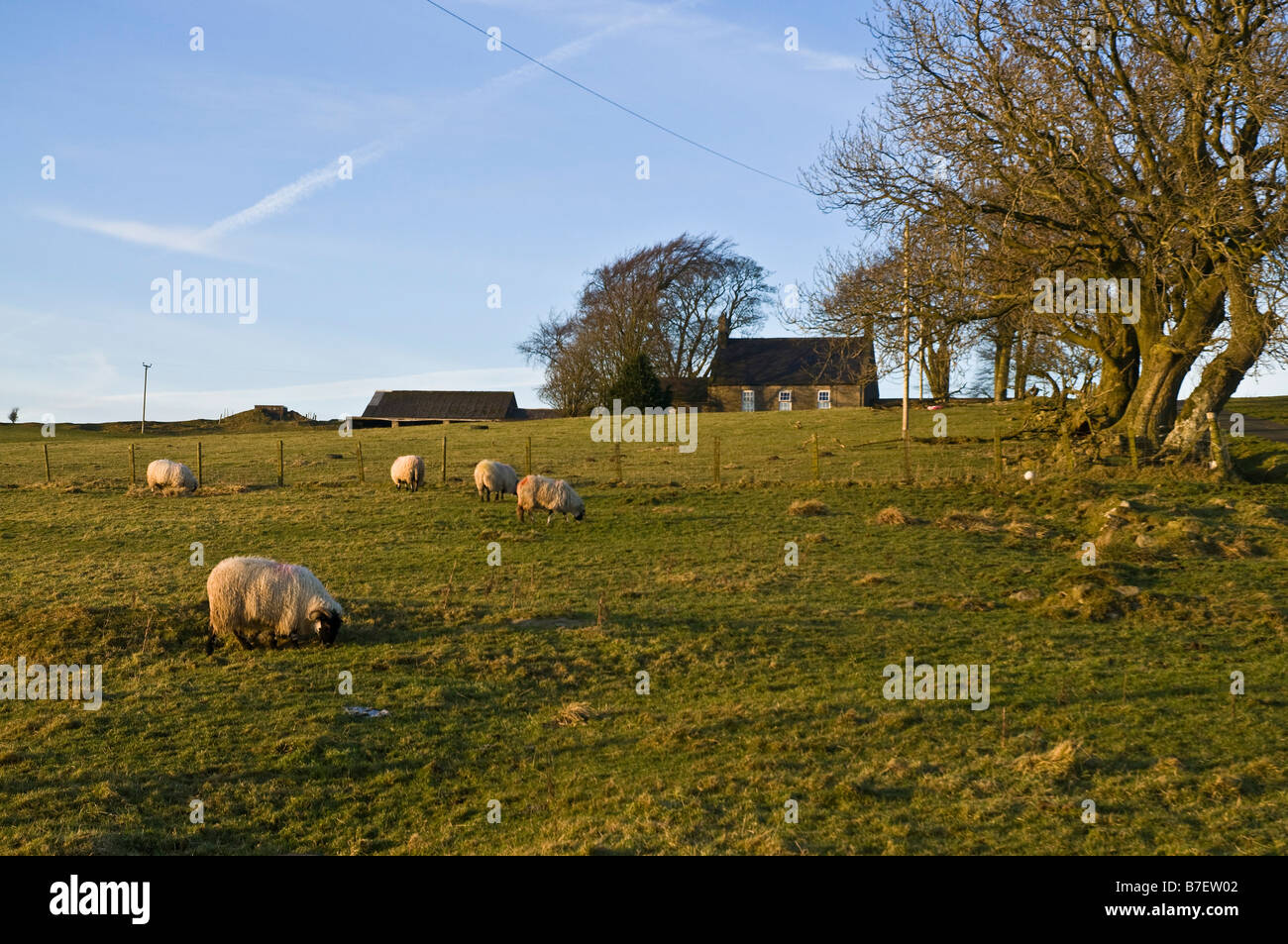 Dh TYNEDALE NORTHUMBRIA Hill Farm Schafe hang Feld Northumberland National Park Farmhouse uk Stockfoto