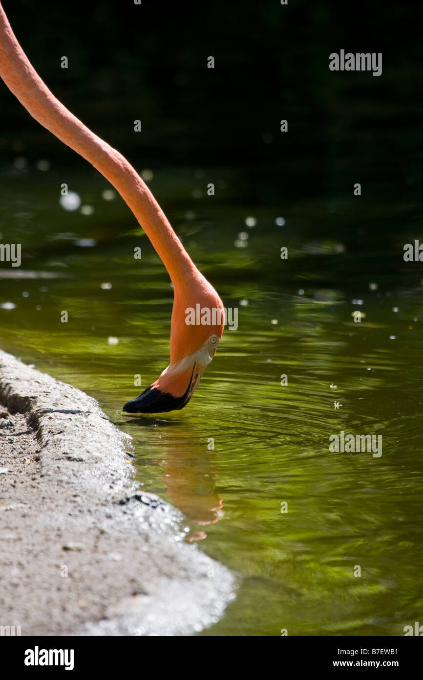 Amerikanische Rosaflamingo (Phoenicopterus Ruber) filtern Wasser für Lebensmittel Stockfoto