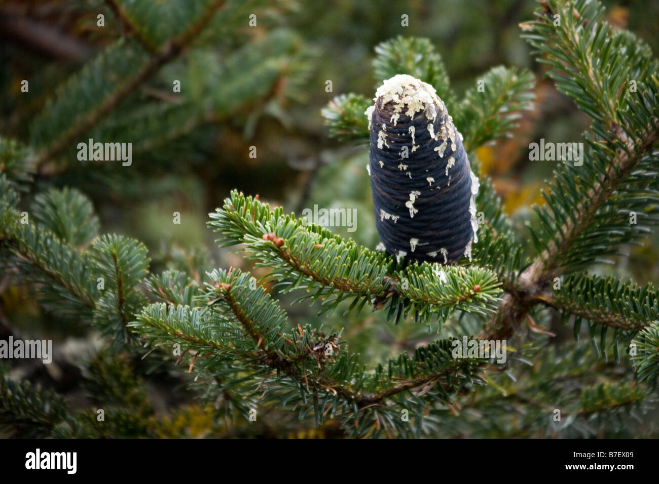 Abies Spectabilis Himalaya Silver Fir Kegel fand in Phurte in Sagarmatha National Park Solokhumbu Region Nepal Stockfoto