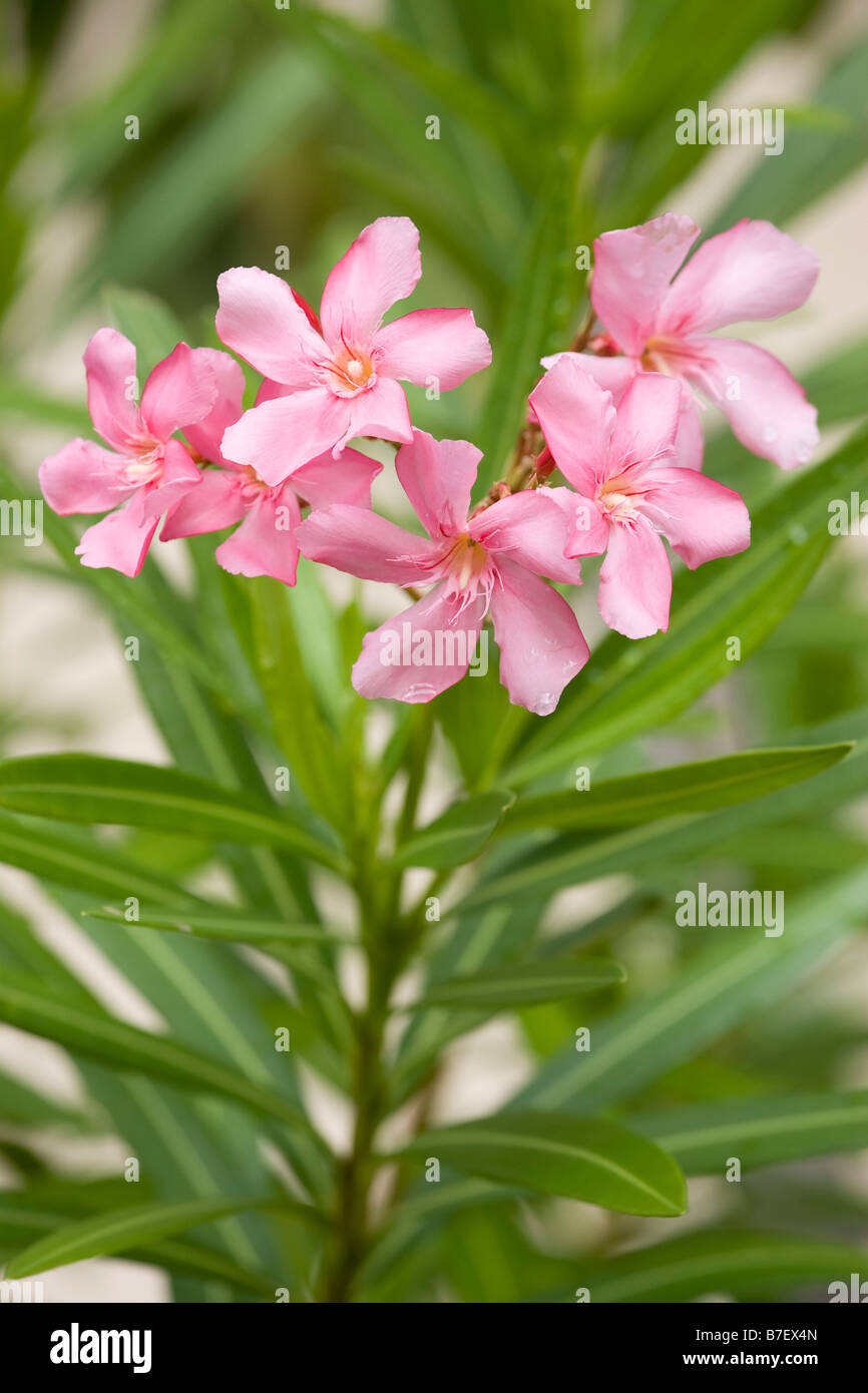 Oleander Stockfoto