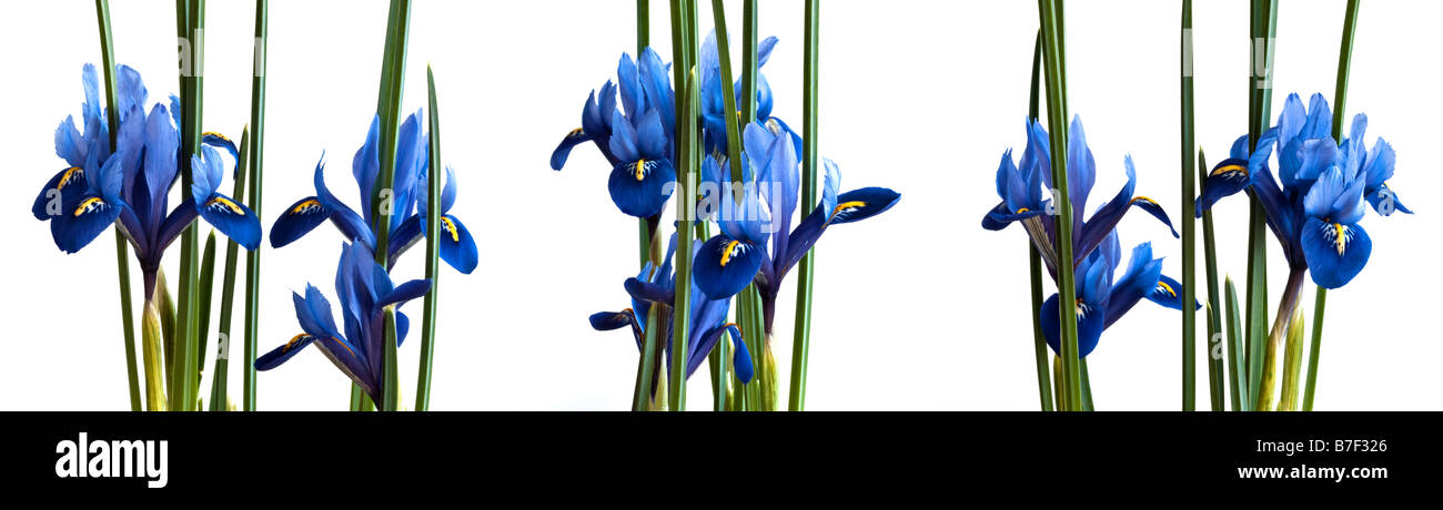 Reihe von Miniatur blau Iris auf weißem Hintergrund große Datei Stockfoto