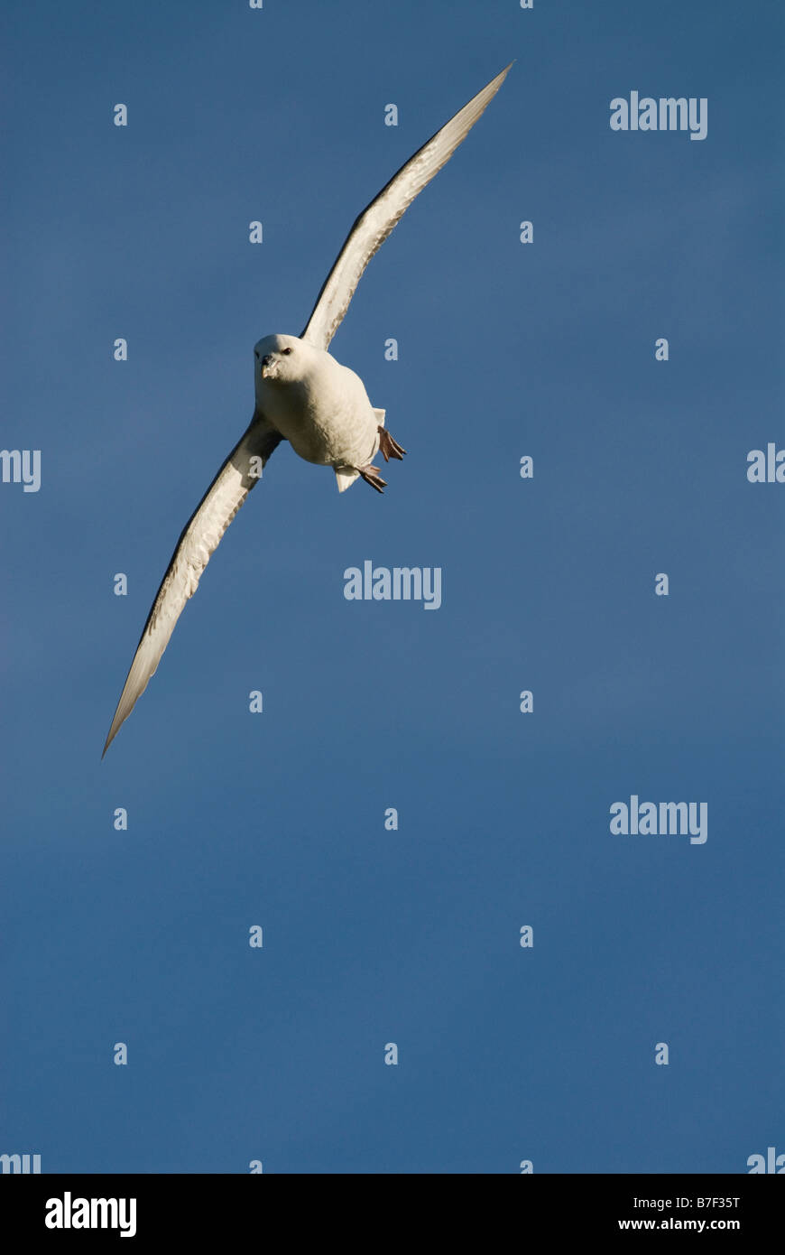 Fulmar Fulmarus Cyclopoida im Flug Mai Duncansby Head Caithness Schottland Stockfoto