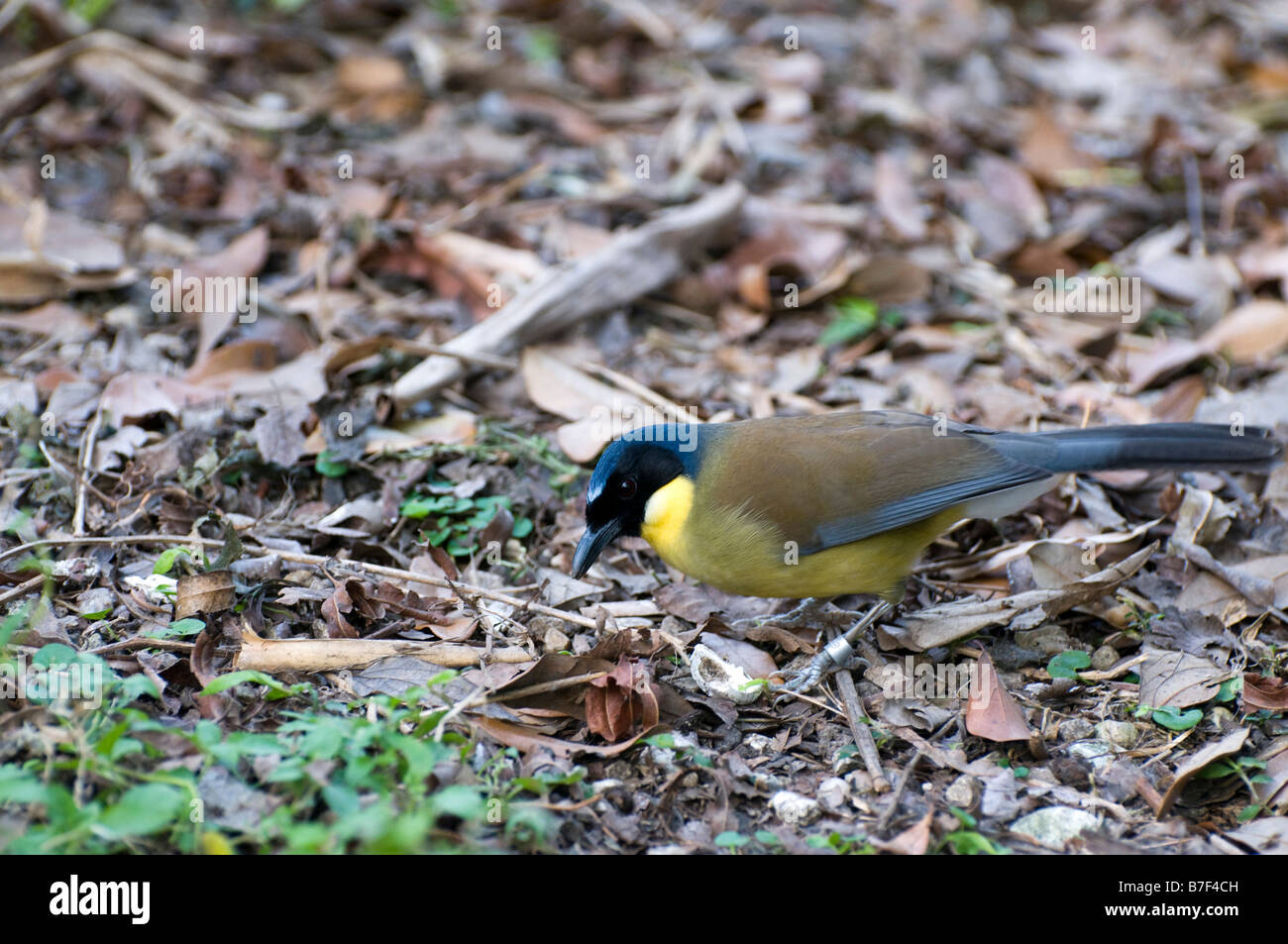 Bunter Vogel Essen Samen Stockfoto