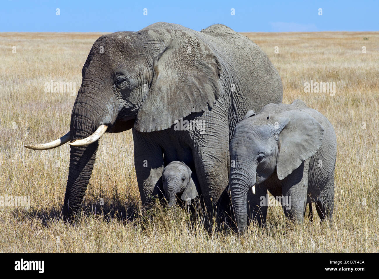 Elefantendame Loxodonta Africana mit Kälbern östlich von Seronera Serengeti Tansania Stockfoto