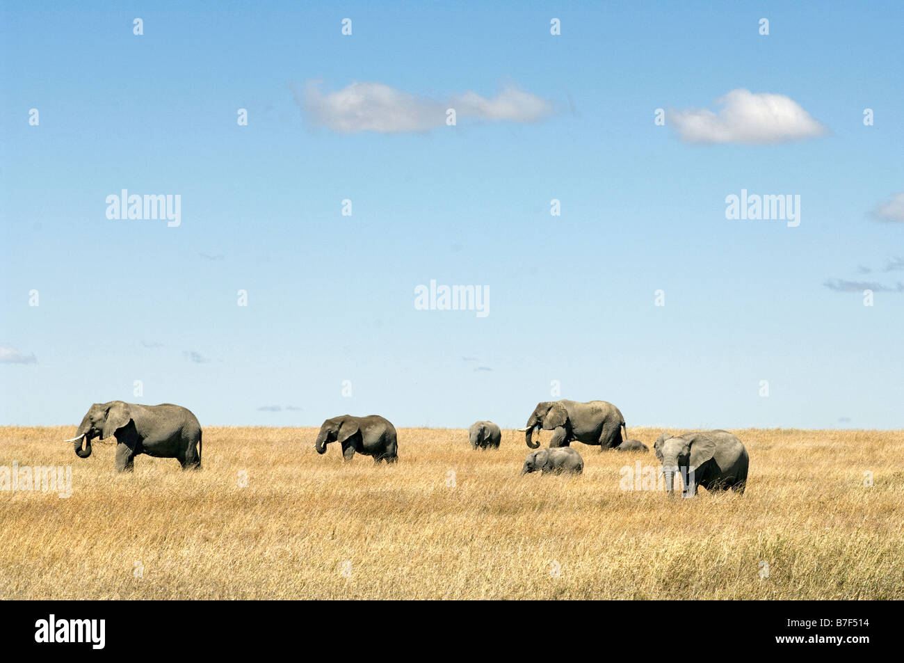 Elefanten Loxodonta Africana auf den weiten Ebenen westlich von Seronera Serengeti Tansania Stockfoto