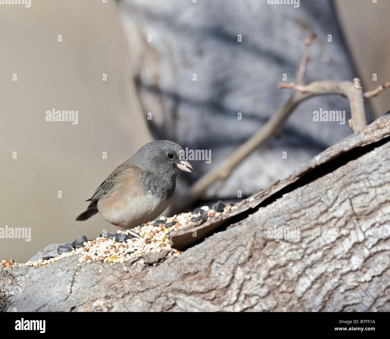 Dunkle Augen Junco in Maulbeerbaum sitzen.  Stock Fotografie von cahyman Stockfoto