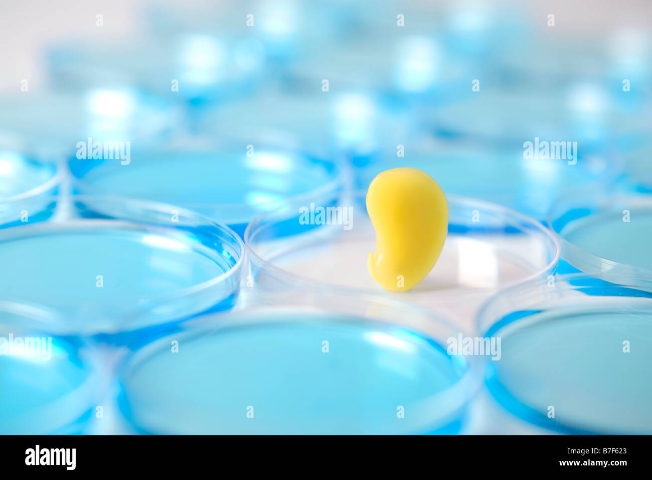 Gelbe Samen in einer Petrischale, umgeben von blau Stockfoto