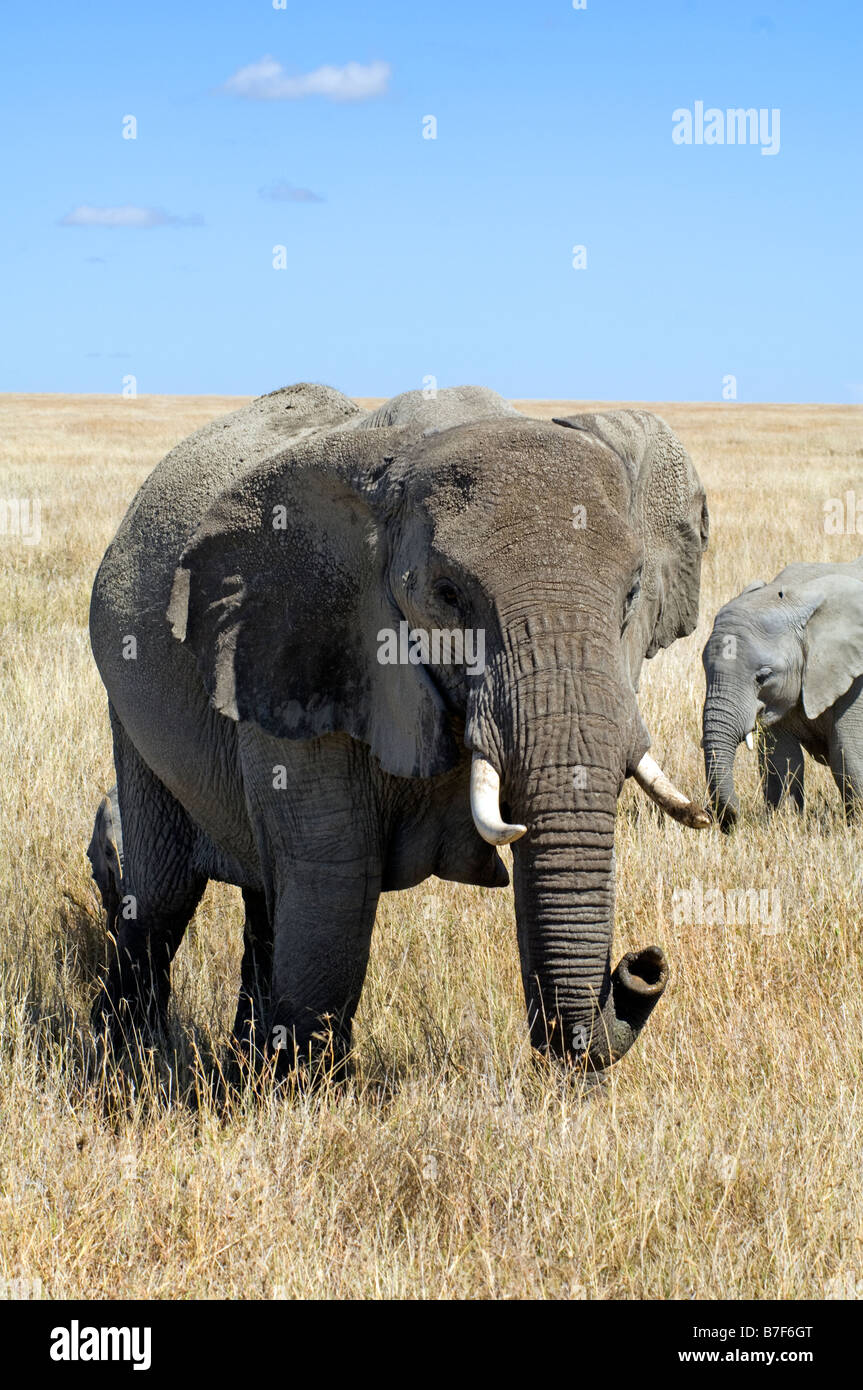 Elefanten (Loxodonta Africana) Prüfung des Windes Seronera Serengeti Tansania Stockfoto