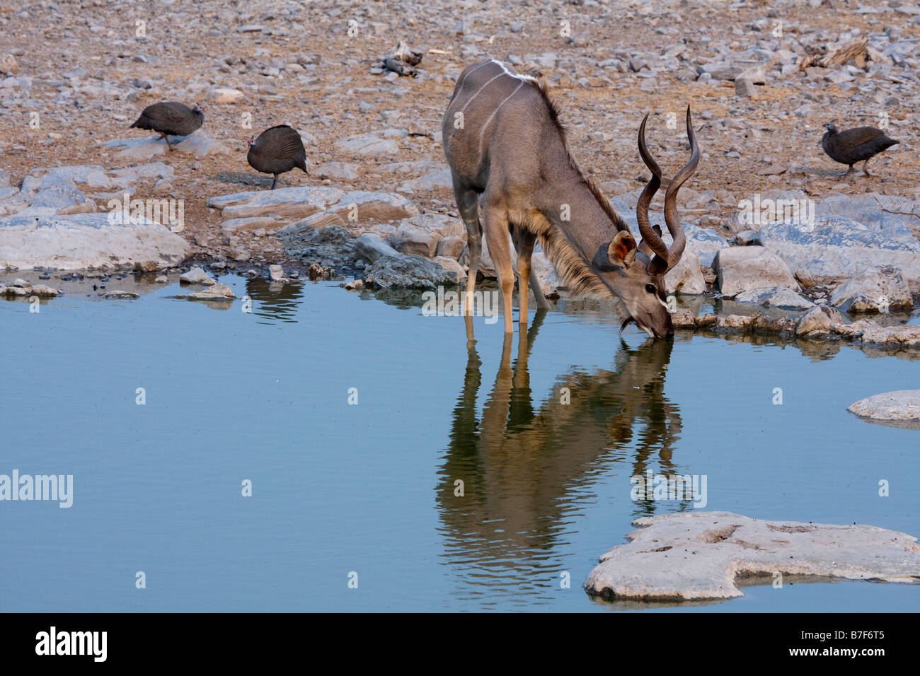 männliche Kudu trinken am Wasserloch Stockfoto