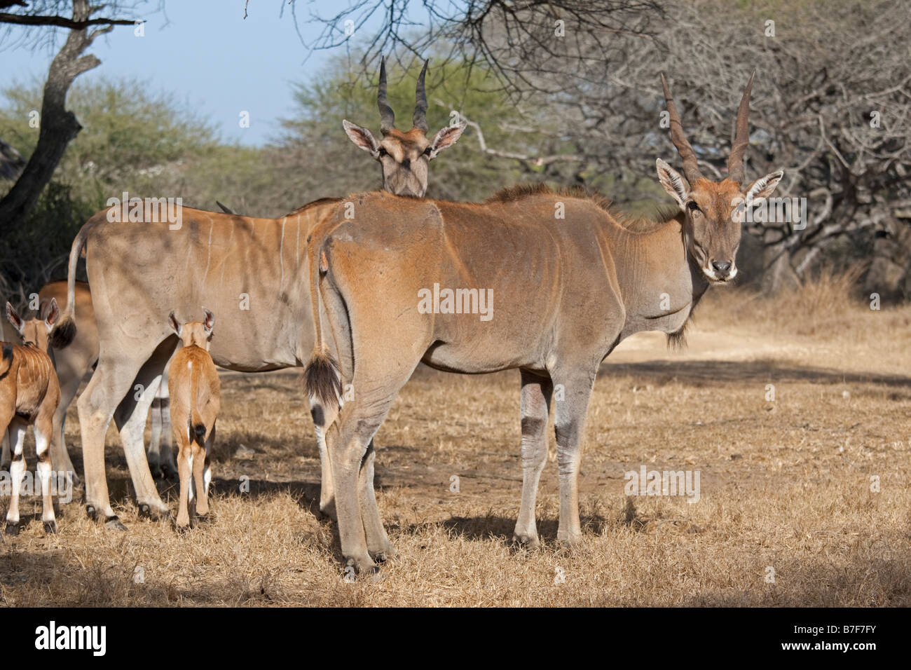 Eland Nguuni Nature Reserve Mombasa Kenia Stockfoto
