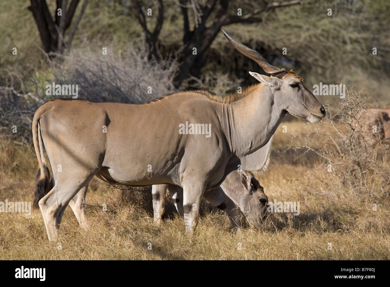 Eland Nguuni Nature Reserve Mombasa Kenia Stockfoto