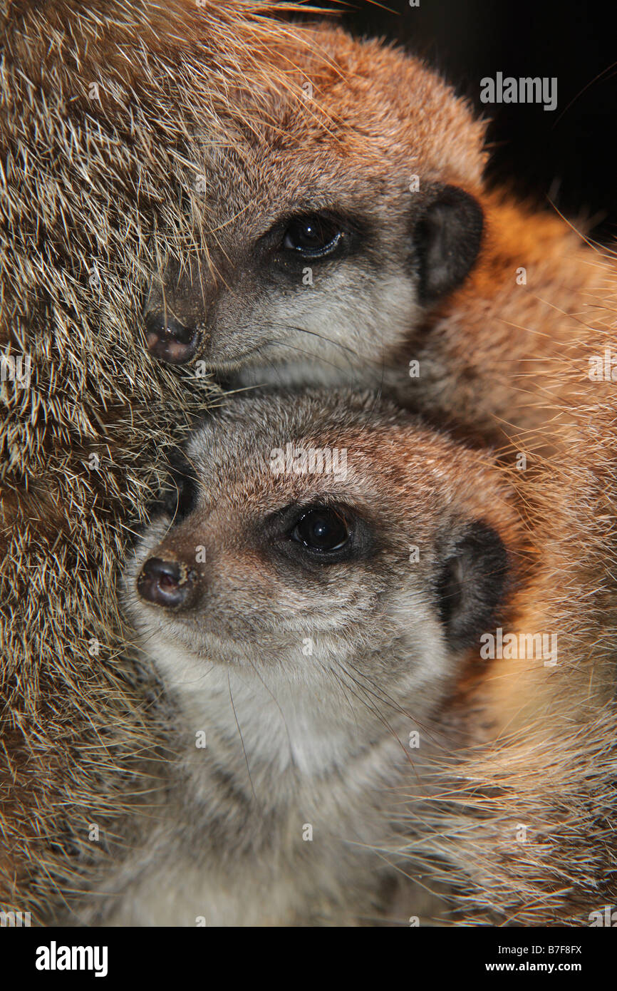 Baby-Erdmännchen Stockfoto