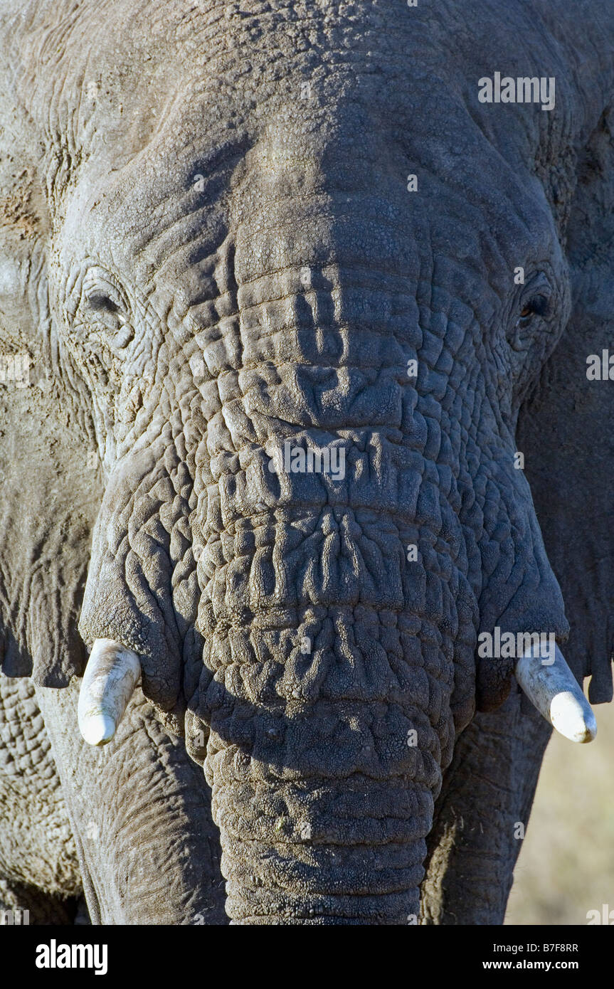 Afrikanischer Elefant Stier Loxodonta Africana nähert sich Seronera Serengeti Tansania Stockfoto