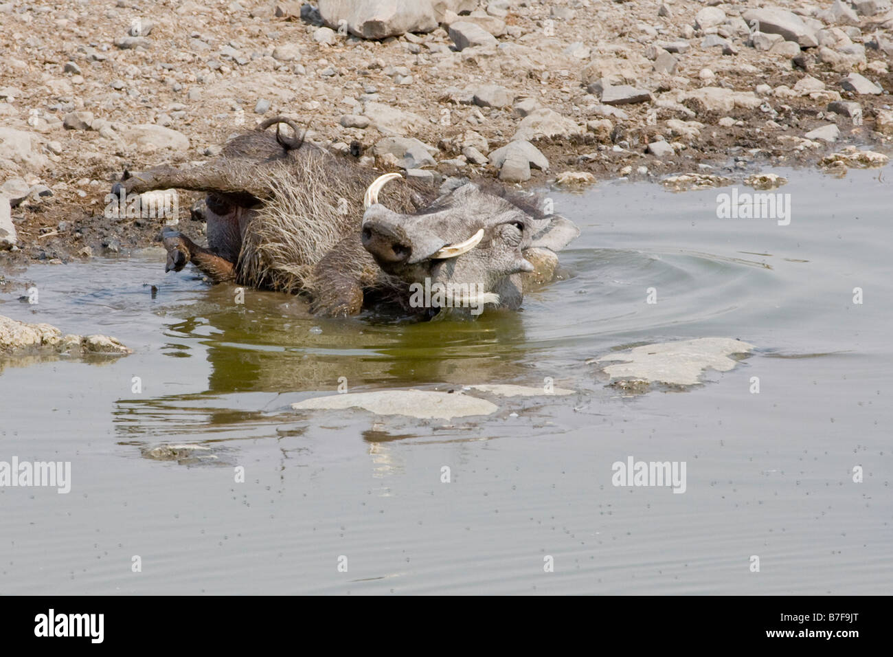 Warzenschwein mit einer Schlammschlacht am Wasserloch Halali etosha Stockfoto