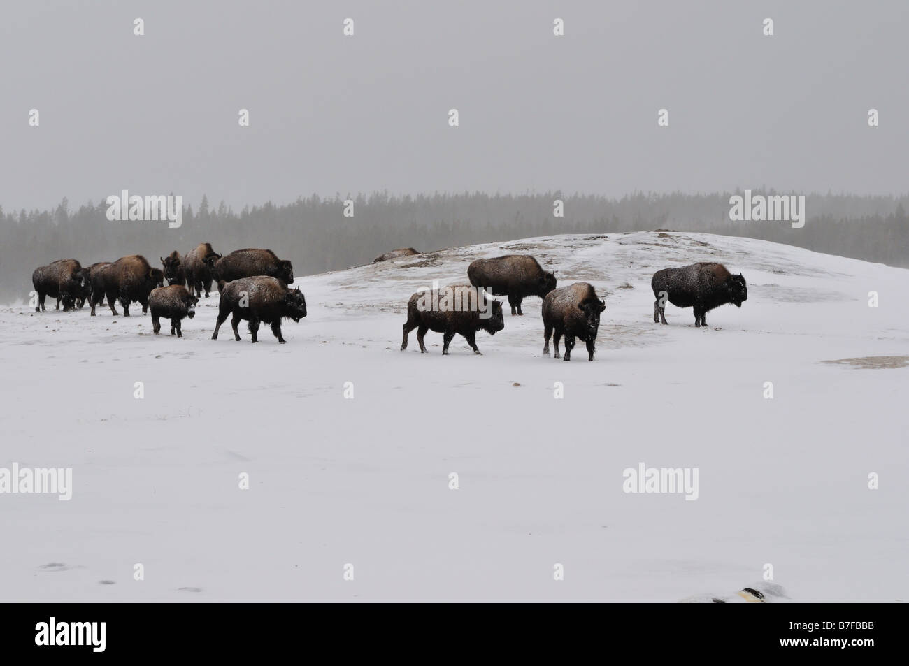 Eine Herde Bisons im Schnee. Der Yellowstone Nationalpark, Wyoming, USA. Stockfoto