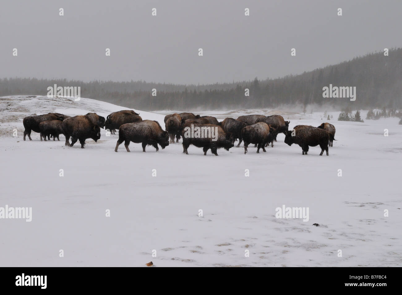 Eine Herde Bisons im Schnee. Der Yellowstone Nationalpark, Wyoming, USA. Stockfoto