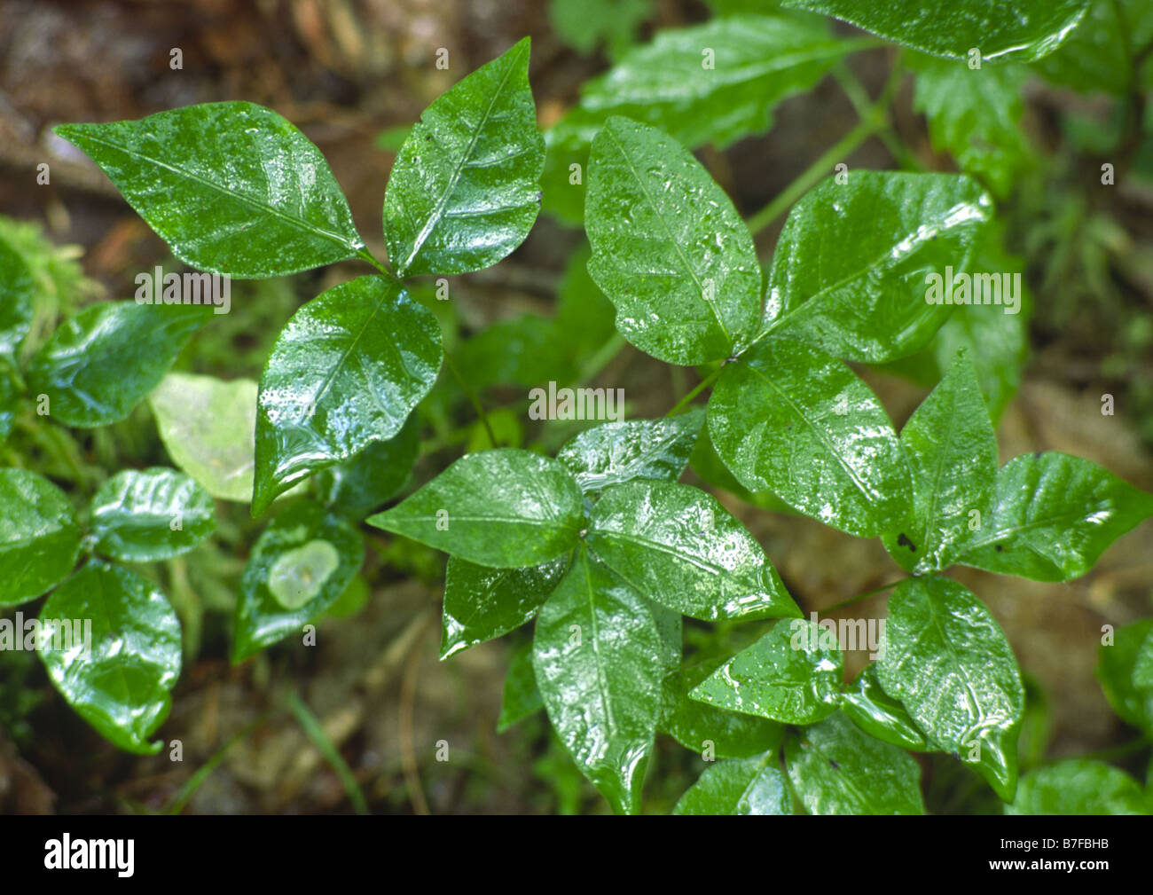 philodendron florida ghost hybrid Philodendron 'Florida Ghost' Large