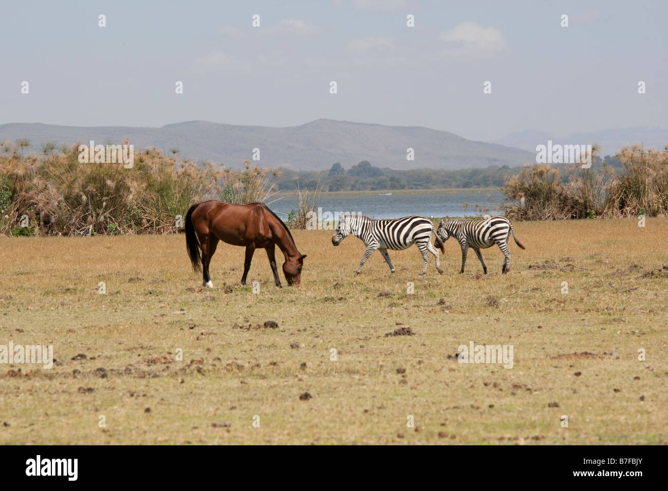 Polo Pony Weiden unter Zebra Crescent Island Lake Naivasha, Kenia Stockfoto