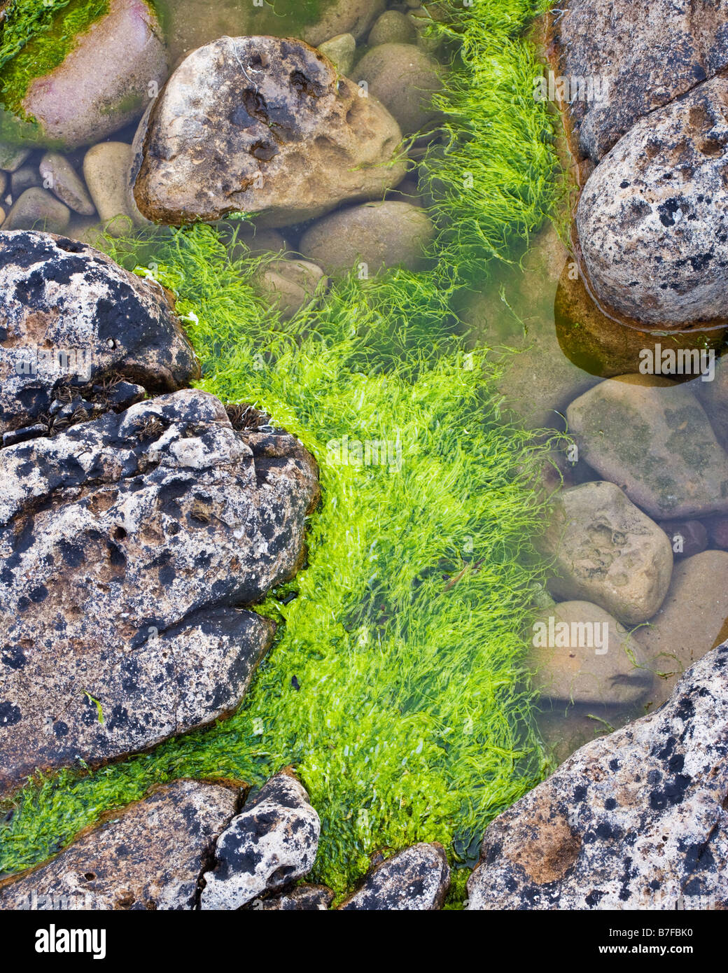 Rockpool an der Küste bei niedrigen Newton an der Northumbrian Küste, Northumberland, England Stockfoto