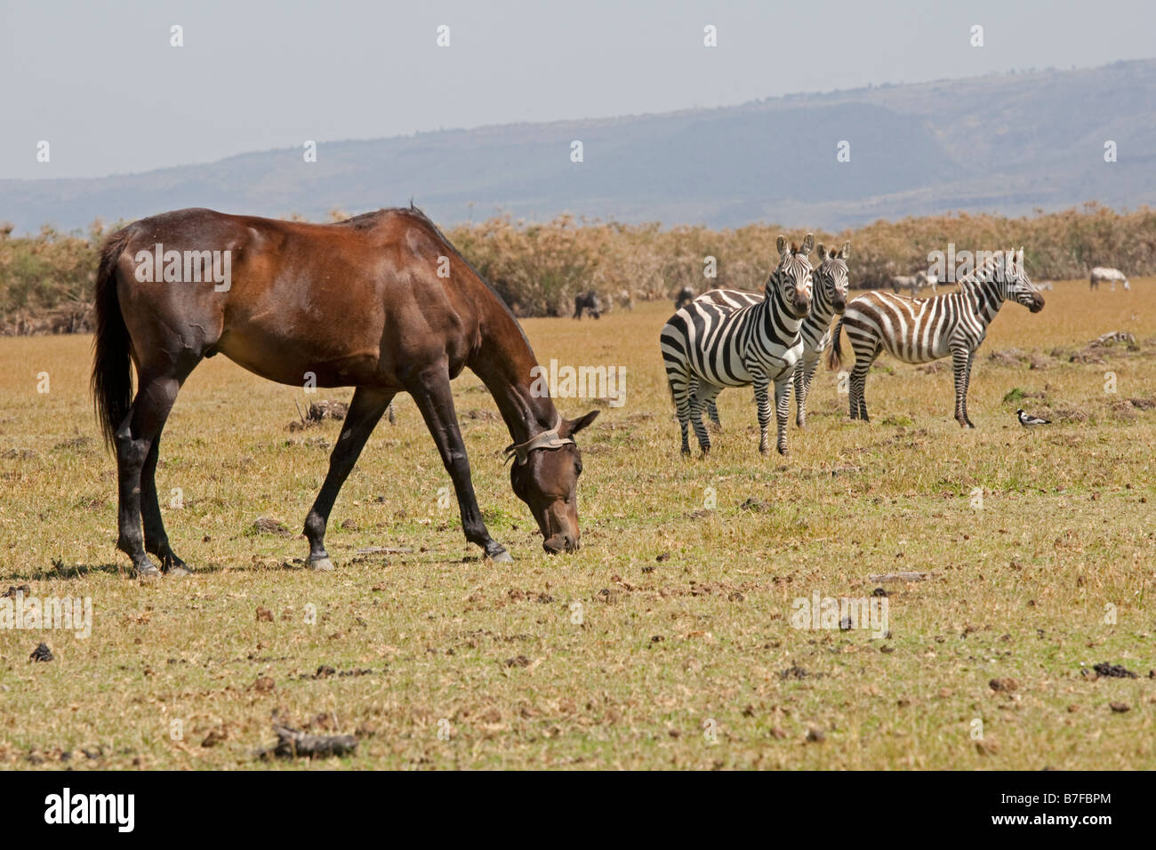 Polo Pony Weiden unter Zebra Crescent Island Lake Naivasha, Kenia Stockfoto