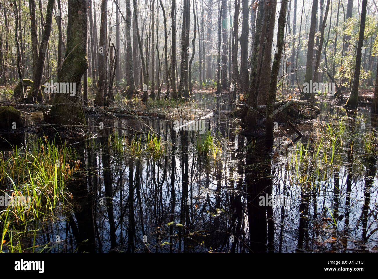 South Carolina Sumpf in der ACE Basin National Wildlife Refuge. Stockfoto