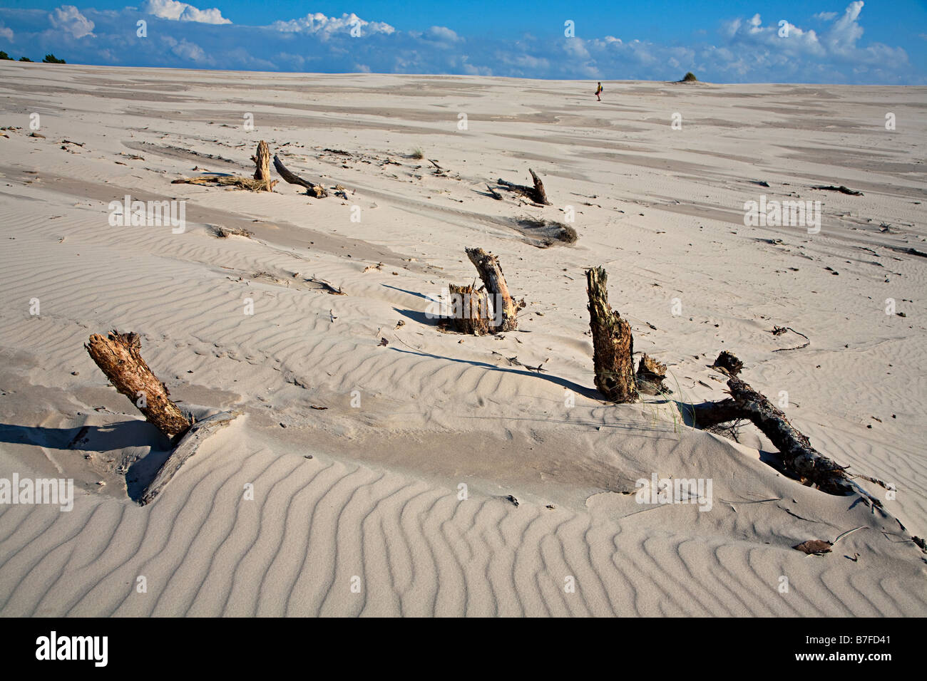 Toten Baumstümpfen erodiert von Sanddünen mit Wanderer in Ferne Wydma Czolpinska Düne Slowinski Nationalpark Polen Stockfoto