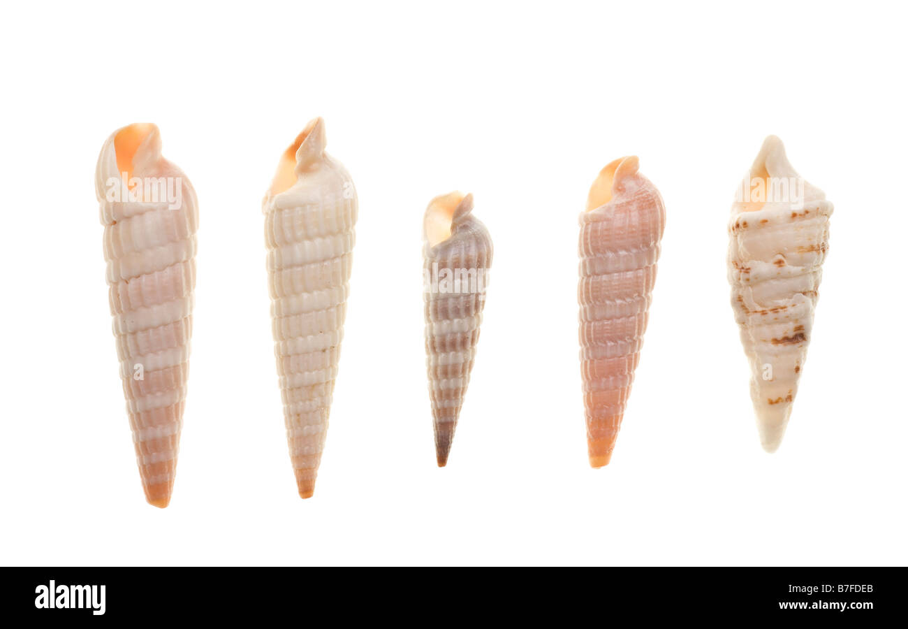 Seashell isoliert auf weißem Hintergrund Stockfoto