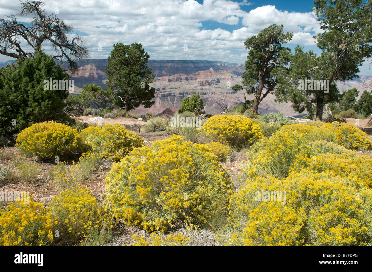 Wilde Blumen Desert View Grand Canyon Arizona USA Stockfoto