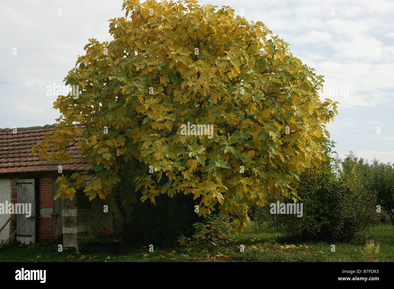 Figuer gemeinsamen Feigen Ficus Carica ARBRE FLORE MORACEAE Frucht Europa FIGUE FIGUIER Stockfoto